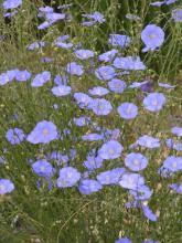 Image result for Linum volkensii