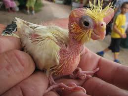 Cockatoo Google Images Lindos Filhotes Passaros Coloridos Animais Adoraveis
