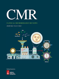 Pathogenesis of Respiratory Viral and Fungal Coinfections | Clinical  Microbiology Reviews