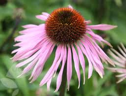 Echinacea Purpurea Rubinstern Coneflower Echinacea Purpurea Echinacea Plants