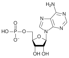 Ribonucleotide - Wikipedia