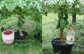Dalam menanam kacang tanah, kita juga perlu memperhatikan kondisi tanah yang kita gunakan sebagai media tanam kacang tanah kita. Cara Tanam Betik Dalam Pasu Agar Berbuah Lebat Wahh Mudahnya