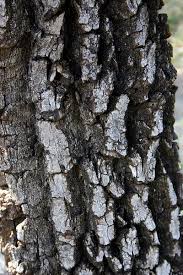 Image result for Gymnosporia heterophylla