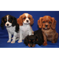 Home of the only ckc grand champion excellent chessie & canada's top winning chesapeake puppy (2018) breeding for health, temperament, standard and trainablity. Breeders Near Me Free Dog Cat Breeder Directory