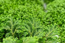 Image result for Salacia kraussii