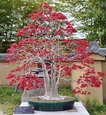 The japanese maple prefers a sunny, airy position but during great midday heat it should be placed in the light shade to prevent damaged leaves. Bonsai Master Stunning Japanese Maple Deshojo Acer Palmatum Estimated Age 80 Years The Omiya Bonsai Art Museum Japan Facebook