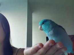 Birds Dancing To Music Youtube Parrotlet Singing And Dancing Parrotlet Pretty Birds Blue Bird