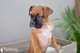 Boxer Boxer Puppy Boxer Pup Boxer Puppy Boxer Dog Purebred Dog Dogs For Sale Purebred Dogs Pup Pu Boxer Puppies Boxer Dogs For Sale Puppies For Sale