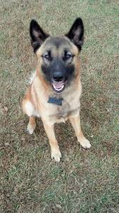 Lost Found Dogs North Carolina Liked December 28 2014 Ayden Nc Pitt Co Lost Dog Lost In Ayden N C Near Greenville Lost Dogs Nc Losin