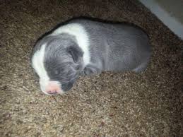 Below you will find california teacup breeders, california teacup rescues, california teacup shelters and california teacup humane society organizations that will help you find the perfect teacup puppy or dog for your family. Funny Cheap Husky Puppies For Sale Craigslist L2sanpiero