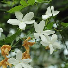 Anyhoo, essential oils are essences extracted from plants through a distillation process that captures the plant's scent and flavor. Why Is Jasmine Essential Oil Used In Expensive Perfume Bellatory