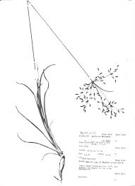 Image result for Fimbristylis complanata