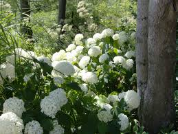 We have 23 locations around dc, from westminster, maryland to charlottesville, va;harper's ferry. Moody S Nursery In Saco Maine Garden Center