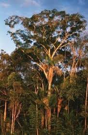 Image result for Pericopsis