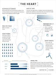 Anatomy 4d Changes The Way We Learn About The Human Body Aula De Ciencias Corpo Humano Aulas
