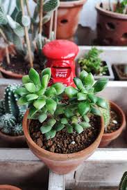 Image result for Anacampseros subnuda