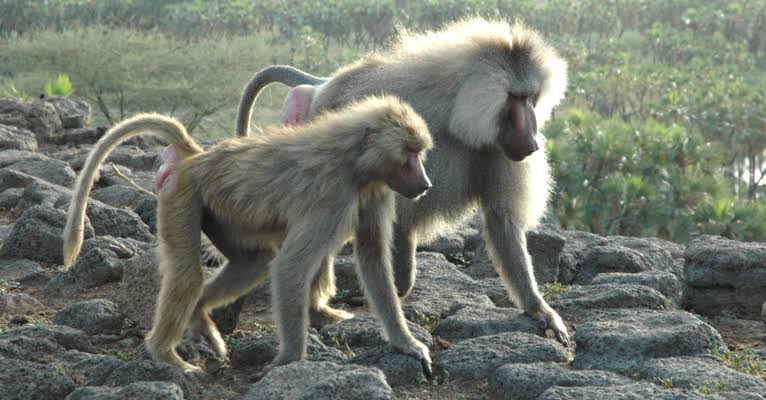 For the Love of Survival: Aggression and Control in Hamadryas Baboons