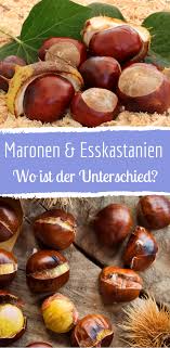 Maronen Und Esskastanien Wo Ist Eigentlich Der Unterschied Esskastanien Essen Maronen