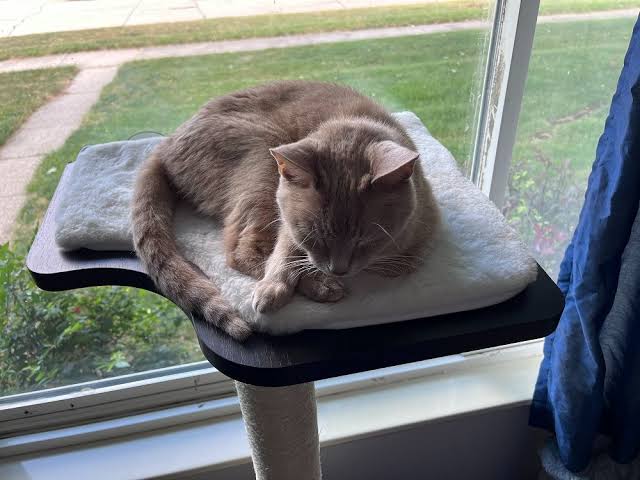 11 Signs Your Cat Is Nearing the End of Their Life - Cats.com
