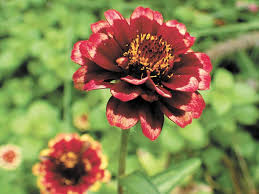 Persian Carpet Zinnias Attract Hummingbirds Butterflies And Bees Cape Gazette