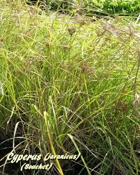 Image result for Cyperus rigidifolius