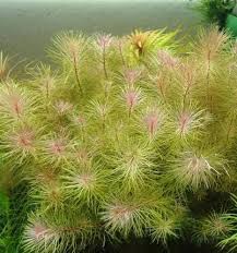 Image result for Ludwigia senegalensis