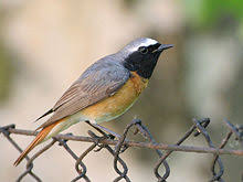 Rouge queue a tete noire. Rougequeue A Front Blanc Wikipedia