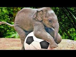 Funny Elephants Cute Baby Elephant Videos Cuddling Lap Elephants Elephant Baby Video Youtube Baby Elephant Video Funny Elephant Cute Baby Elephant