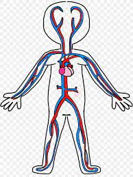 Human body drawing circulatory system anatomy angle arm black white free coloring. Circulatory System Anatomy Coloring Book Blood Vessel Clip Art Png 1200x1600px Watercolor Cartoon Flower Frame Heart