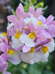 Image result for Nemesia fruticans