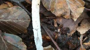 Image result for Mutinus caninus