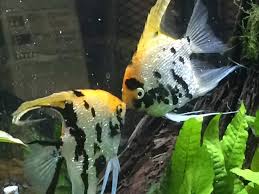 The Growth And Development Of Freshwater Angelfish
