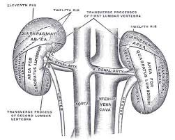 Your Left Kidney Is Higher Up Than Your Right Kidney En 2020 Anatomia Cava