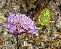 Image result for Dipsacaceae