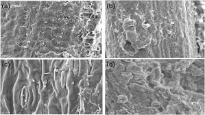 Tensile properties of single oil palm empty fruit bunch (opefb) fibre. Effect Of Steam Explosion Of Oil Palm Frond And Empty Fruit Bunch On Nutrient Composition And Ruminal Fermentation Characteristics Springerlink