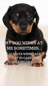 20 Free Awesome Dog Phone Wallpapers Hd Barking Laughs Dog Quotes Funny Dogs Dog Phone