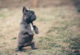 How much do french bulldogs cost? French Bulldog Puppies Price Range How Much Do French Bulldogs Cost Bulldog Puppies Cute French Bulldog Bulldog