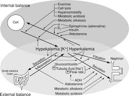 Image result for Transtubular Potassium Gradient