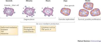 Image result for Mast Cell