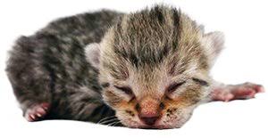 Although they are so small, infant kittens are born with a sense of newborn kittens stay close to their mother and litter mates as a form of warmth. Newborn Kitten Progression Cat Age Chart With Pictures Alley Cat Allies