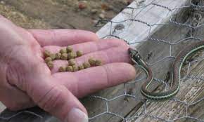 Q A Feeding A Ribbon Snake In The Backyard Gartersnake Info