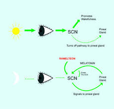 Melatonin And Covid 19 Psychology Today