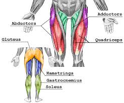 Your lower body muscles are the foundation of your house, and we must condition them first. Leg And Glute Muscles Bodybuilding Wizard