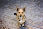 Corgi German shepherd mix characteristics, appearance and ...