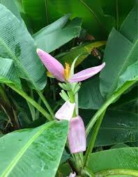 Image result for Musa ornata