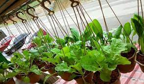 Lalu bercocok tanam seperti apa si yang kami menanam berbagai macam sayur di depan rumah. Duduk Rumah Flat Tapi Macam Macam Sayur Boleh Ditanamnya Ni Rahsianya Keluarga