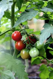 Tomaten Im Gewachshaus Lieblingssorten Tipps In 2020 Tomaten Gewachshaus Gemuse Anpflanzen Gewachs
