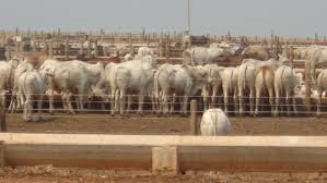 Rebanho bovino da Argentina se mantém estável ante 2018 - Revista Globo  Rural | Boi