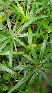 Image result for Cyperus ajax