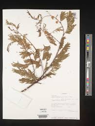 Image result for Acacia adenocalyx